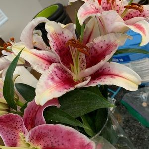 Meet your Posher, Ann